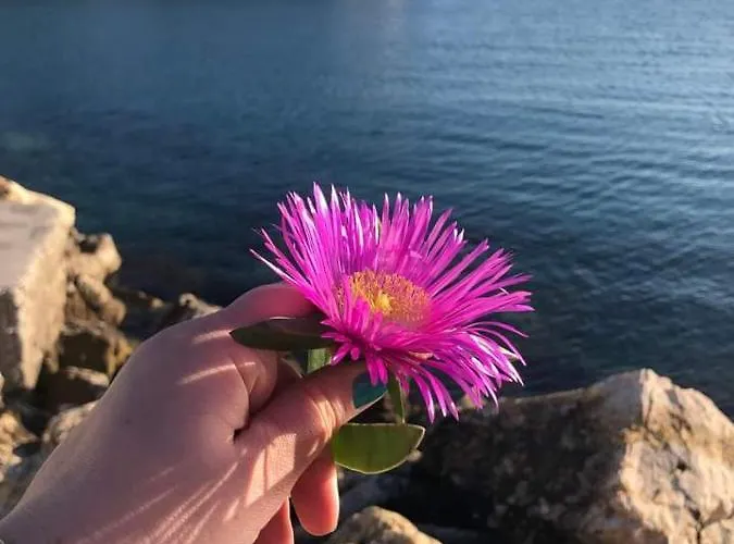 Πανσιόν Pansion Panorama Skála Marión